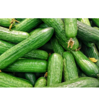Cucumber