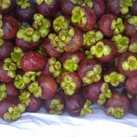 Mangosteen