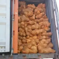 Mature Coconut