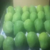 Mango (Harum Manis)