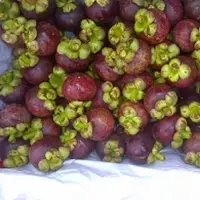Mangosteen (Garcinia mangostana)