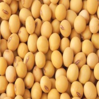 Organic Soybean Seeds