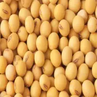 Organic Soybean Seeds