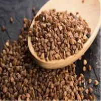 Organic Buckwheat Seeds