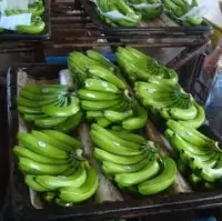 Fresh Green Cavendish Banana