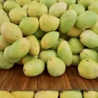Fresh Mangoes