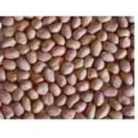 Groundnut