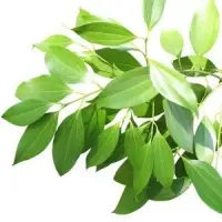 Cinnamon Leaf Essential Oil
