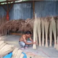 Nypah Or Nepah Broom Stick