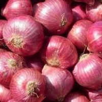 Onion