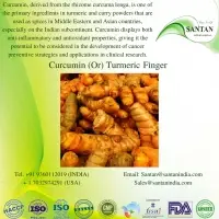 Curcumin And Turmeric Root