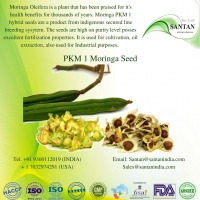 Moringa PKM1