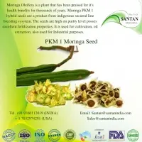 Moringa PKM1
