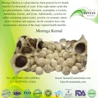 Moringa  Kernel