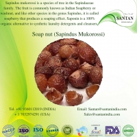 Soap Nut