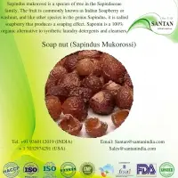 Soap Nut