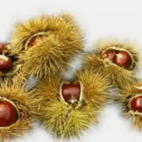 Chestnuts