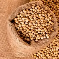 Soybean