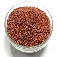 Finger Millet
