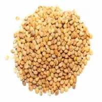 Sorghum