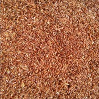 Wild rice
