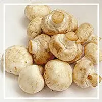 White mushroom