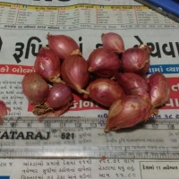 Shallot