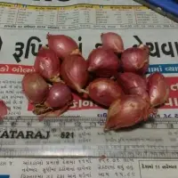Shallot