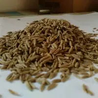 IPM Cumin