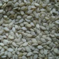 Sesame Seed