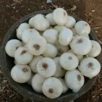 Fresh White Onion