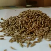 Cumin Seed