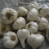 Fresh Garlic