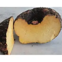 Organic Suran