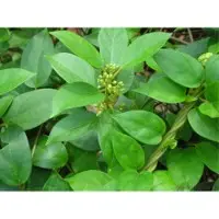 Gymnema Sylvestre Leaves