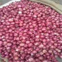 Indian Fresh Red Onion
