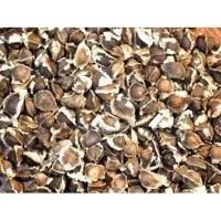 Moringa Seeds