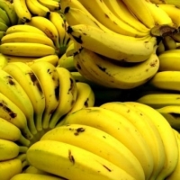 Cavendish Banana