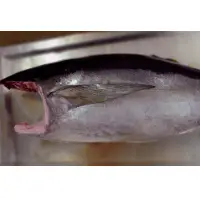 Tuna H&G