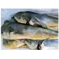 Mahi Mahi - Whole
