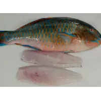 Parrot Fish