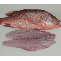 Red Snapper