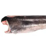 Sword Fish - H&G