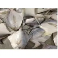 Silver Pomfret