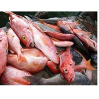 Reef Cod (Red Grouper)