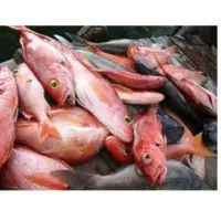Reef Cod (Red Grouper)