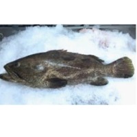 Malabar Grouper