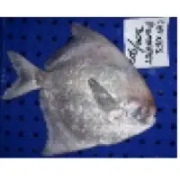 Chinese Pomfret