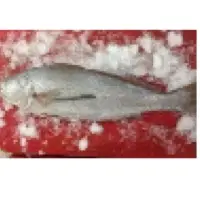 Croaker Fish