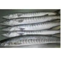 Baracuda